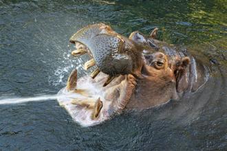 比利時動物園今天表示，園內兩隻河馬經COVID-19（2019冠狀病毒疾病）檢測呈陽性反應，園方強調這兩隻巨型動物並未出現危險症狀。(圖/美聯社)