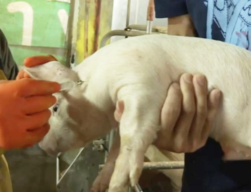 達邦蛋白主攻精準飼養 漳州擴產鎖定仔豬市場（本報資料照）