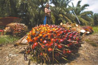 棕櫚油考驗雨林保育