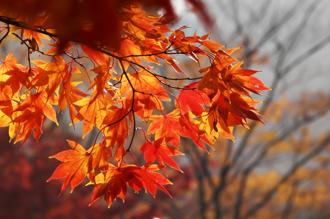 周五（23日）為24節氣中的「秋分」，意味著秋天已經過了一半，冬天即將來臨。（示意圖／Shutterstock）