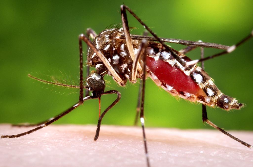 為何蚊子老是叮我、不叮別人？美國最新研究發現和皮膚氣味有關，特別容易被蚊子叮的人，皮膚分泌的「羰基」（carboxylic acid）酸性化合物濃度特別高。（資料照／美聯社、美國CDC）