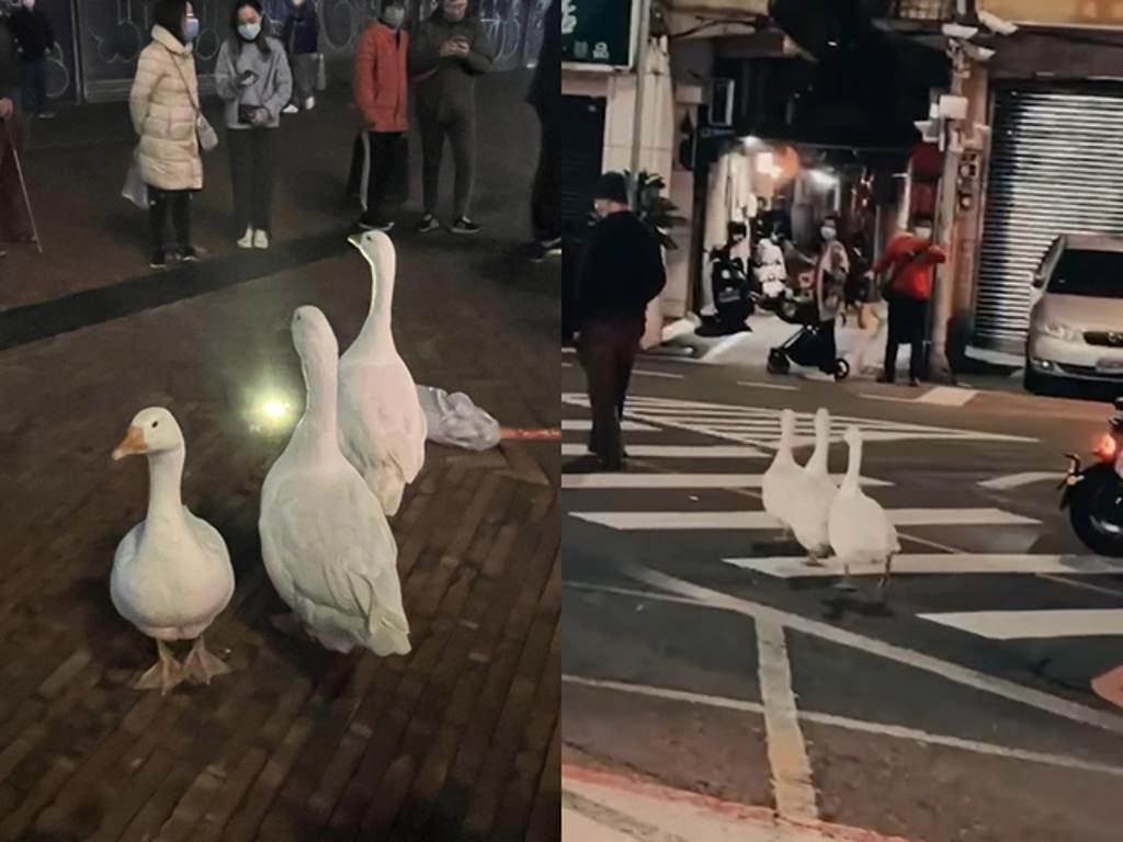 據悉這3隻鵝原先是出沒在新竹城隍廟附近被民眾目擊，3隻鵝「擺臭臉」在路上行走引起側目。（翻攝自臉書「新竹爆料公社」、「新竹大小事」）