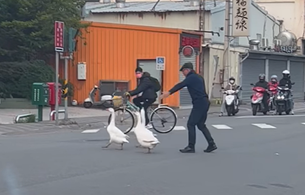 新竹市區日前出現3隻鵝悠哉在大街散步，一旁沒有飼主，3隻鵝還直接在馬路中央站著不走，被駕駛趕緊下車驅趕到路旁，3隻鵝的超萌身影被瘋傳。（翻攝自臉書「新竹爆料公社」）