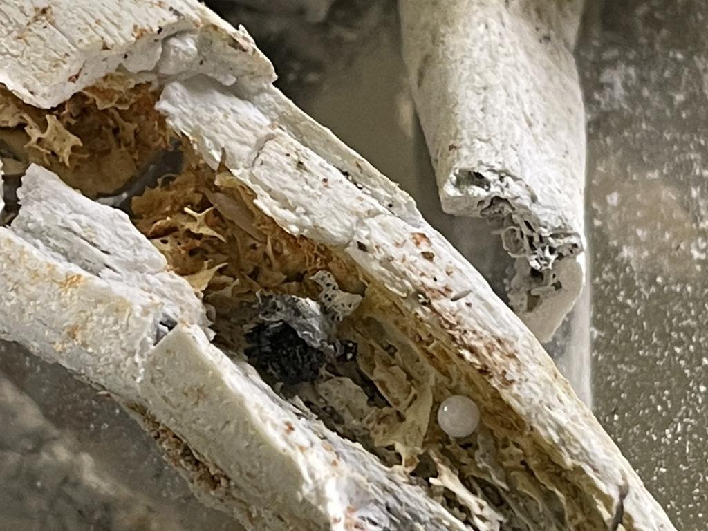 舍利子是什麼？醫1句話引兩派網友吵翻- 其他- 旺得富理財網