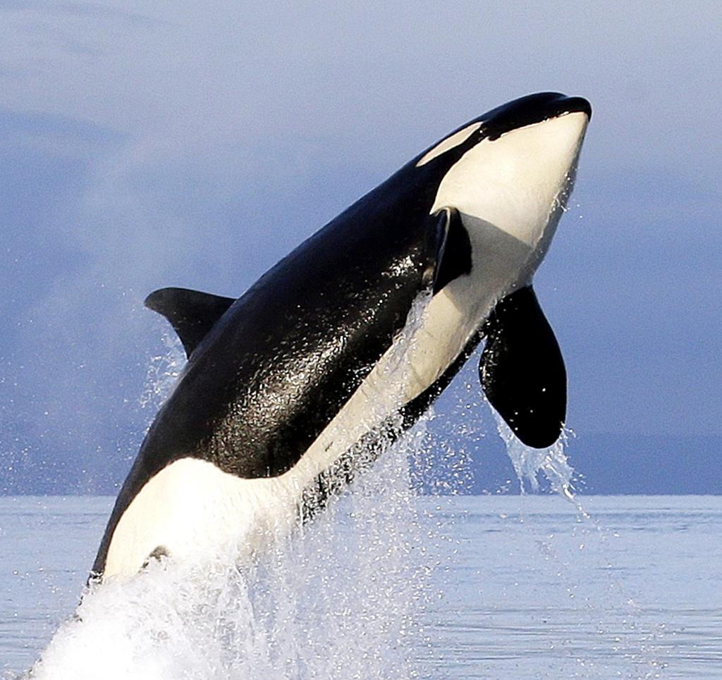 超「古怪」殺人鯨群快滅絕最大敵人竟是自己- 國際- 旺得富理財網