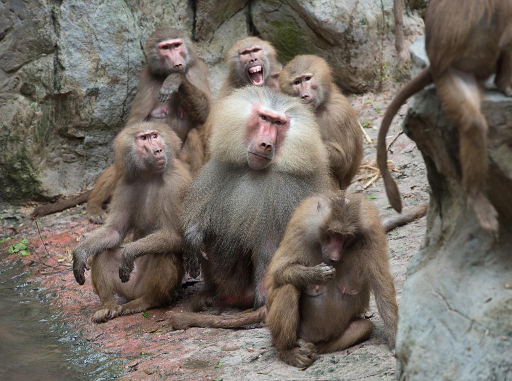 六福村養100多隻狒狒的原因曝光，讓不少網友驚呆。（圖／shutterstock）