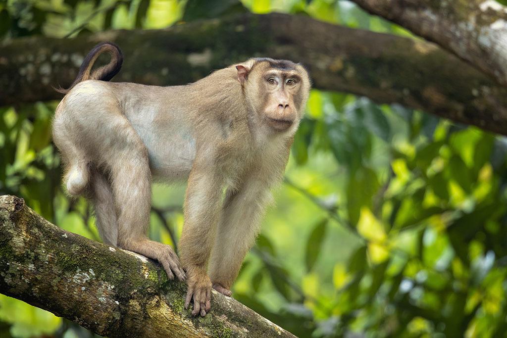 大陸一名女遊客想餵食國家公園內的野生獼猴，未料下秒卻慘被牠狠甩巴掌。(示意圖/達志影像)
