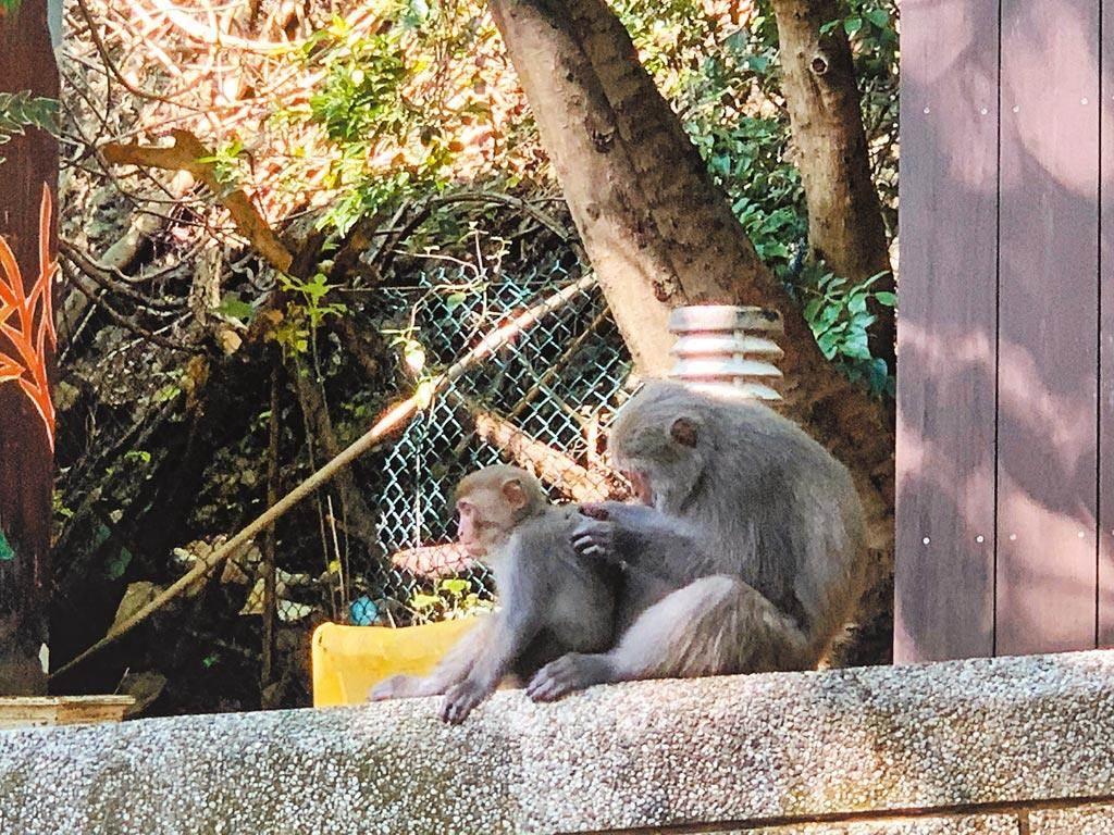 高雄壽山常見獼猴，有遊客到動物園見到猴子搶食物被嚇死。（本報資料照片／柯宗緯攝）