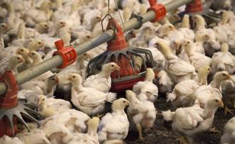 日本多地政府和農民表示，目前缺少合適的土地填埋被撲殺的雞。圖為雞隻示意圖。（路透社）