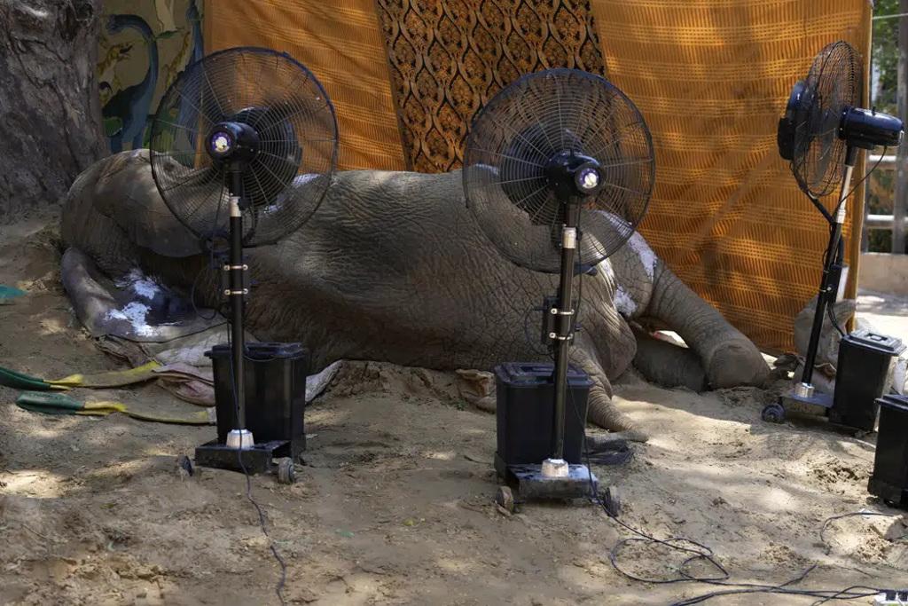 巴基斯坦喀拉蚩動物園的17歲大象潔菡（Noor Jehan）摔倒後不起並死亡，引發各界對動物園管理的指責。(圖/美聯社)