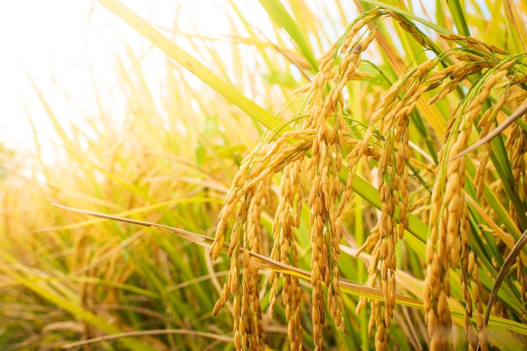 小孟老師提醒，小滿為穀物豐收之時，浪費米食恐致財運不順，整年吃不飽喝不足。（示意圖／Shutterstock）