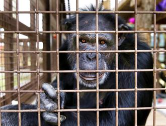 美國母黑猩猩「香草」（Vanilla）被關籠28年，她日前重見天日，看到廣闊天空時露出驚喜表情。圖為被圈養的黑猩猩資料照，非香草。（資料照／美聯社）