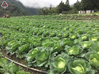 北農分析，今日進貨量較休市前大幅增加，因休市後承銷人普遍存貨少，預期購買需求增加，雖然到貨量大幅增加，但中元節將近造成承銷人購買意願強烈，買氣熱絡，交易市況平順，各菜種行情價漲多跌少。（本報系資料照）