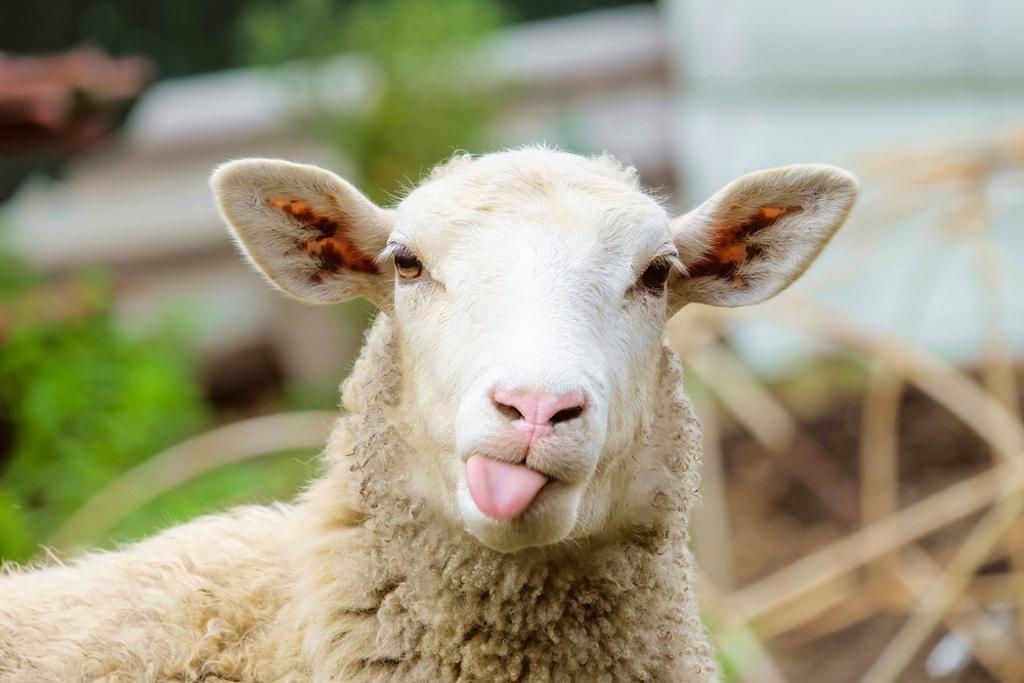 希臘一群綿羊為了躲避洪水，闖進一間種植大麻的溫室，啃光超過100公斤的大麻，綿羊後續也出現奇怪反應。（示意圖／shutterstock）