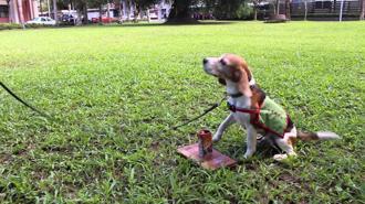台灣的紅火蟻偵測犬，是著名的比格斯小獵犬。(圖/中華民國動保協會)