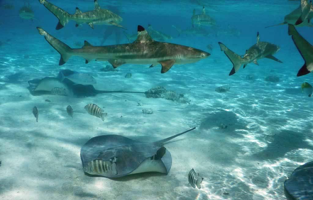 鯊魚和魟魚。(圖/oranatravel)