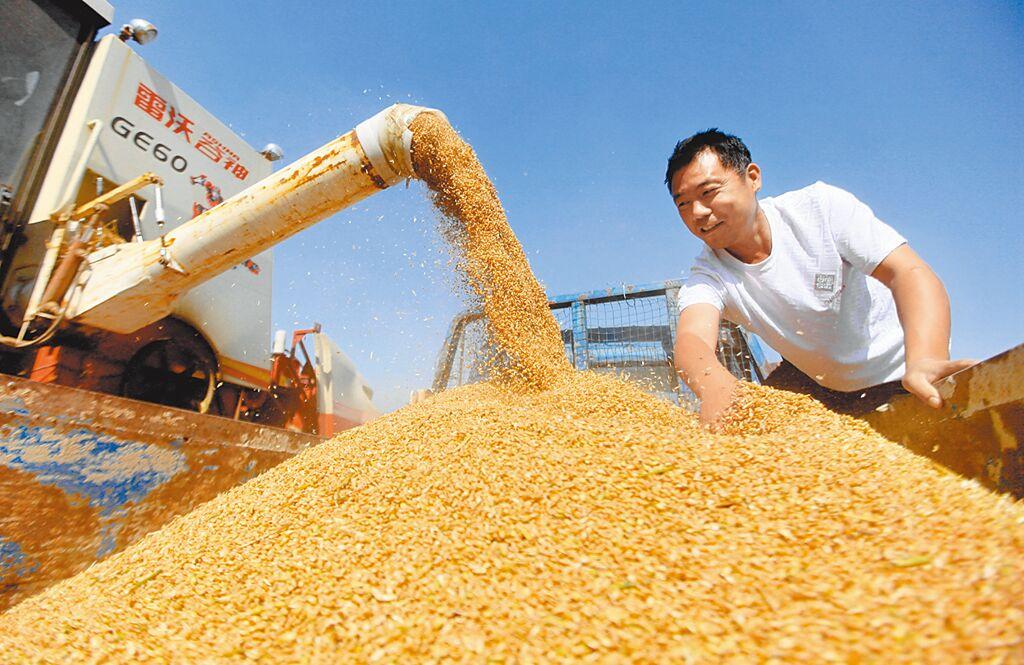 美國農業部4日公布的單日出口銷售報告顯示，中國向美國進口44萬噸小麥，將於2023／24年度交貨。這是中國自10月以來，第四度大規模採購美國小麥，同時創下2020年以來中美最大規模小麥交易紀錄。圖／新華社