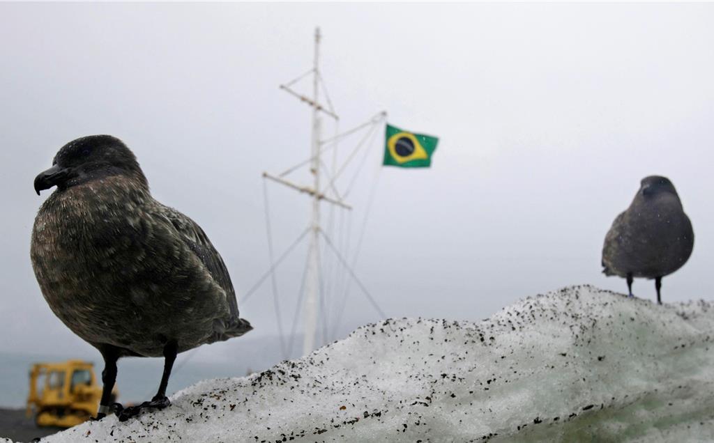 候鳥出現在巴西設於南極的研究站（路透社）